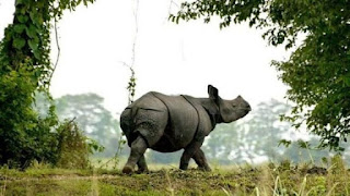 काजीरंगा बना सैटेलाइट फोन वाला भारत का पहला राष्ट्रीय उद्यान |_3.1