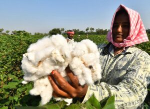 इस साल भारतीय कपास का उत्पादन 6% कम रहेगा |_3.1