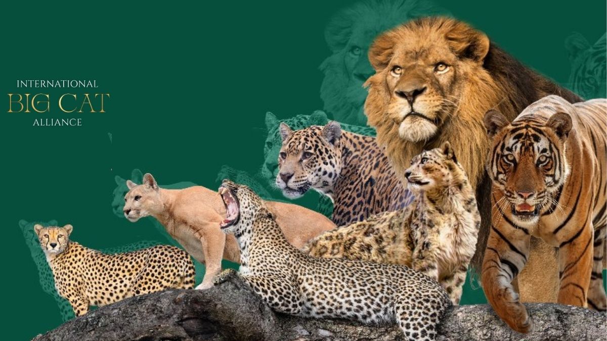 भारत में स्थापित होगा इंटरनेशनल बिग कैट अलायंस का मुख्यालय