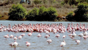 महाराष्ट्र ने डीपीएस फ्लेमिंगो झील को संरक्षण रिजर्व घोषित किया