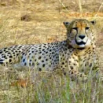 भारत में जन्मी चीता मुखी हुई वयस्क