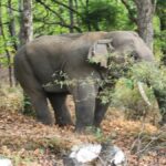 बांधवगढ़ टाइगर रिजर्व में हाथियों की निगरानी के लिए गज रक्षक ऐप