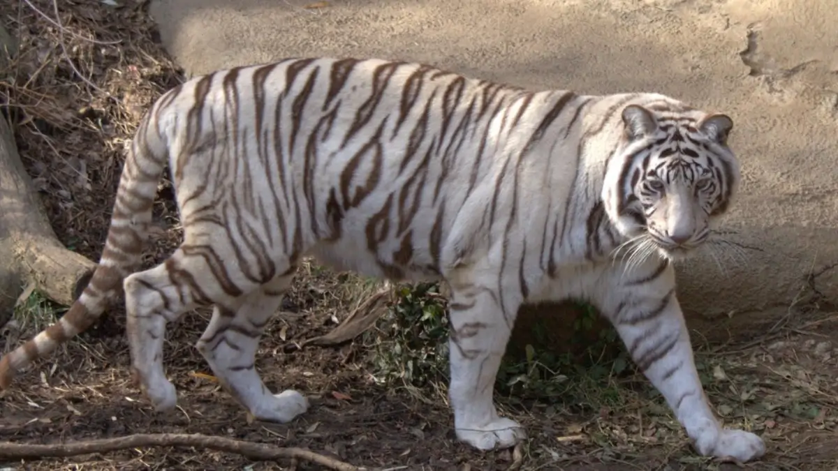 01st December Daily Current Affairs 2025: सभी परीक्षाओं के लिए डेली जीके अपडेट | Latest Hindi Banking jobs_13.1