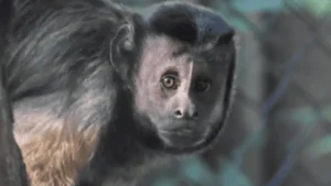 दक्षिण अफ्रीका से कैपुचिन बंदरों का बन्नेरघट्टा जैविक उद्यान में आयात