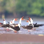 गोदावरी मुहाने पर 10-11 जनवरी को 40वीं एशियाई वॉटरबर्ड जनगणना होगी