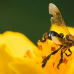 अमेज़न की बिना डंक वाली मधुमक्खियों को मिली कानूनी मान्यता