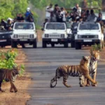 Tiger Deaths in india 2025: भारत में 166 बाघ की हुई मौत