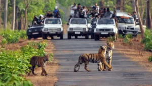 Tiger Deaths in india 2025: भारत में 166 बाघ की हुई मौत
