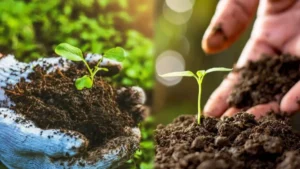 राजस्थान का पहला पूर्णतः जैविक गाँव: बामनवास कांकर ने रचा हरित कीर्तिमान