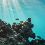 'हाई सीज ट्रीटी' प्रभाव में आई, समुद्री जीवों को बचाने की ऐतिहासिक पहल