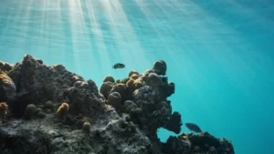 ‘हाई सीज ट्रीटी’ प्रभाव में आई, समुद्री जीवों को बचाने की ऐतिहासिक पहल