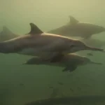 नदी और मुहाना क्षेत्र में पाई जाने वाली डॉल्फिन का दूसरा व्यापक सर्वेक्षण शुरू