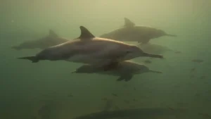 नदी और मुहाना क्षेत्र में पाई जाने वाली डॉल्फिन का दूसरा व्यापक सर्वेक्षण शुरू