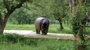 राजस्थान का अलवर 81 वन्यजीव प्रजातियों के साथ एक बड़ा बायोलॉजिकल पार्क विकसित करेगा