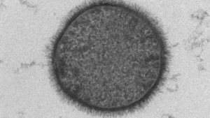 केरल ने बैसिलस सब्टिलिस को आधिकारिक रूप से अपना राज्य सूक्ष्मजीव घोषित किया