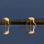 पटना बर्ड सैंक्चुअरी और छारी-धंध को रामसर महत्वपूर्ण वेटलैंड्स में क्यों शामिल किया गया?