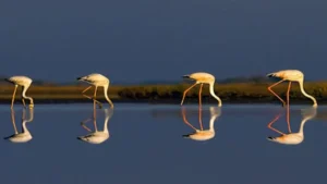 पटना बर्ड सैंक्चुअरी और छारी-धंध को रामसर महत्वपूर्ण वेटलैंड्स में क्यों शामिल किया गया?