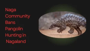 Naga Community Bans Pangolin Hunting in Nagaland
