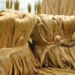 कैबिनेट ने 2026-27 सीज़न के लिए कच्चे जूट के MSP को मंज़ूरी दी