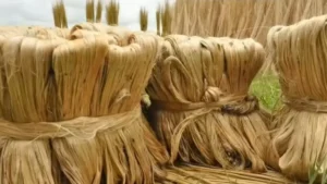 कैबिनेट ने 2026-27 सीज़न के लिए कच्चे जूट के MSP को मंज़ूरी दी