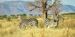 विश्व वन्यजीव दिवस 2026: थीम, इतिहास और महत्व