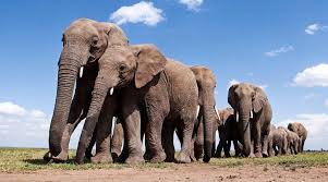 ‘प्रोजेक्ट हनुमान’ की शुरुआत: बढ़ते मानव-वन्यजीव संघर्ष से निपटने की पहल