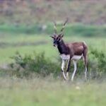 NGT ने वल्लनडू अभ्यारण्य के पास खदान योजना की समीक्षा की