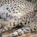 Kuno में 'ज्वाला' ने दिया 5 शावकों को जन्म, भारत में चीतों की संख्या 53