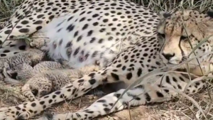 Kuno में ‘ज्वाला’ ने दिया 5 शावकों को जन्म, भारत में चीतों की संख्या 53