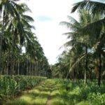 नारियल उत्पादन में भारत बना विश्व का नंबर 1 देश, 30% से अधिक हिस्सेदारी