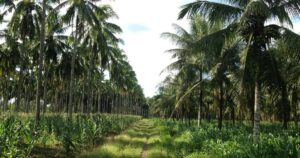 नारियल उत्पादन में भारत बना विश्व का नंबर 1 देश, 30% से अधिक हिस्सेदारी