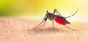 क्यों कुछ लोगों को ज्यादा काटते हैं मच्छर? जानिए ब्लड ग्रुप और जेनेटिक्स का असर