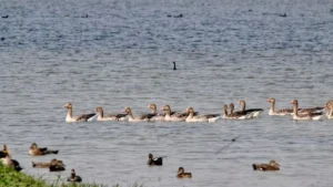 भारत को मिला 99वां रामसर स्थल: उत्तर प्रदेश की शेखा झील को सूची में शामिल किया गया