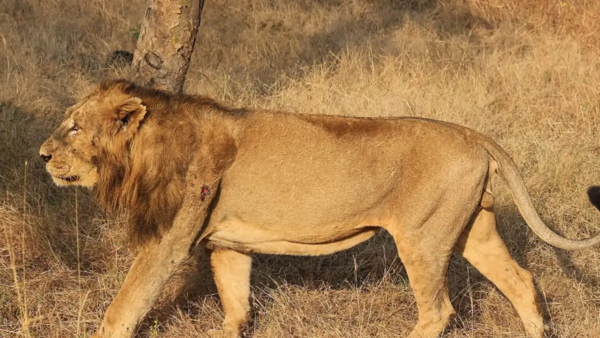 asiatic lions