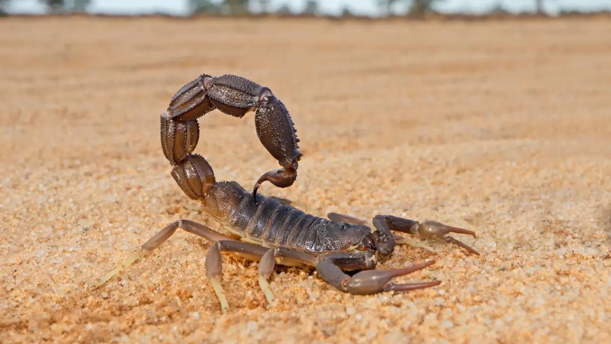 most-dangerous-scorpion-in-the-world